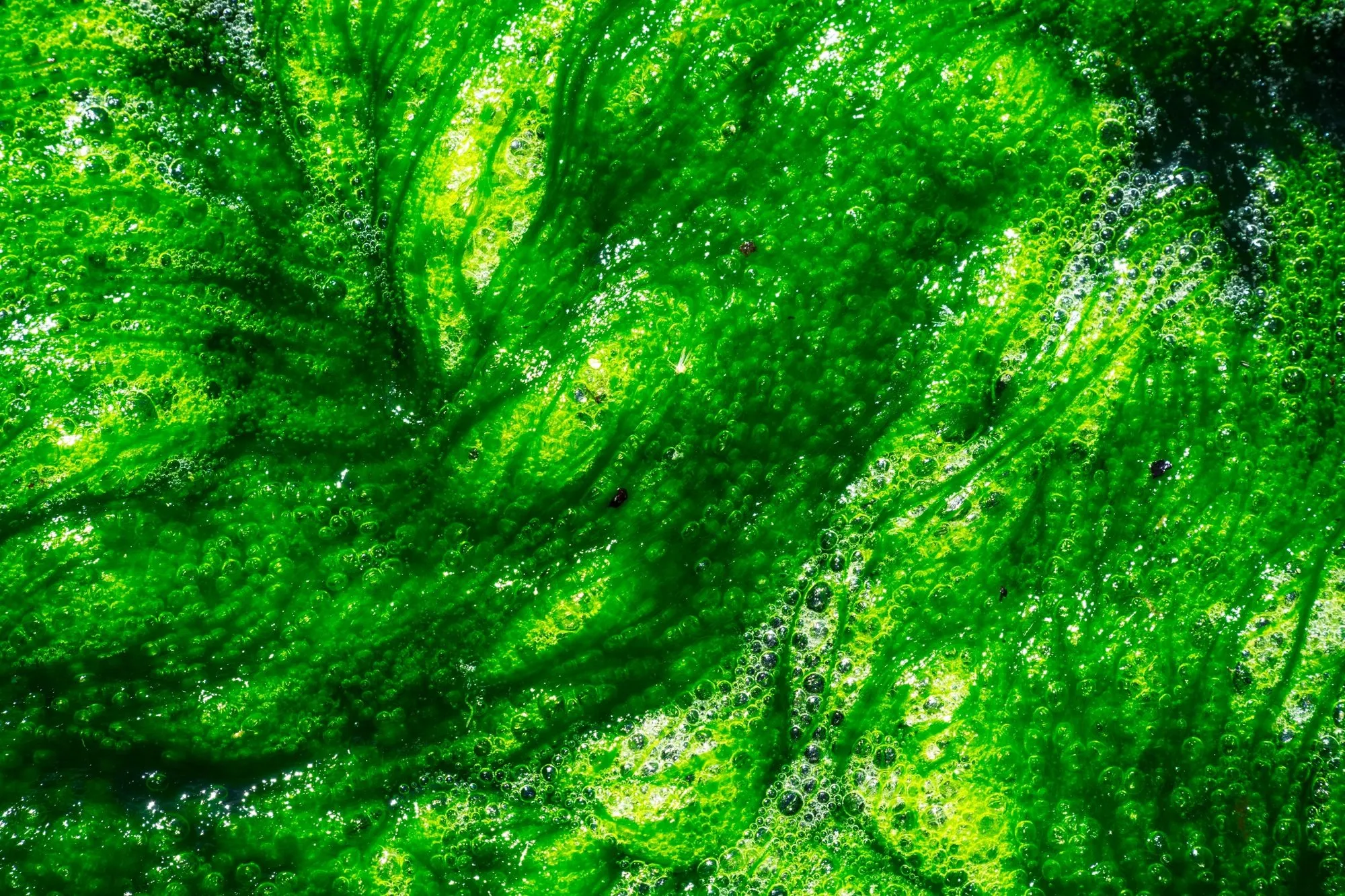 Close view of Aonori — Ulva clathrata — a vivid green marine vegetable.